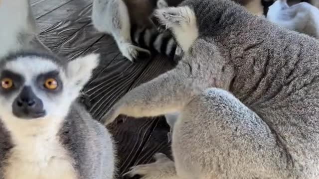 lemurs