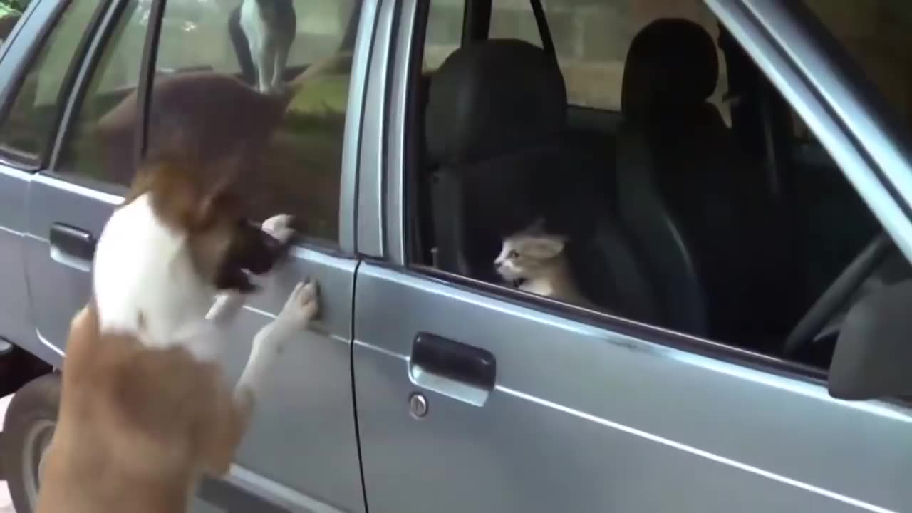 Angry Cats and dogs campliation 😂 funny video cats and dogs fight