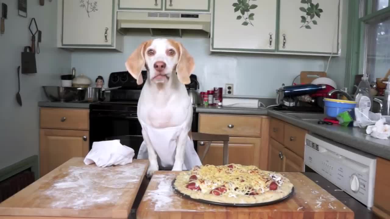 Dog Makes Pizza_ Cute Dog Maymo