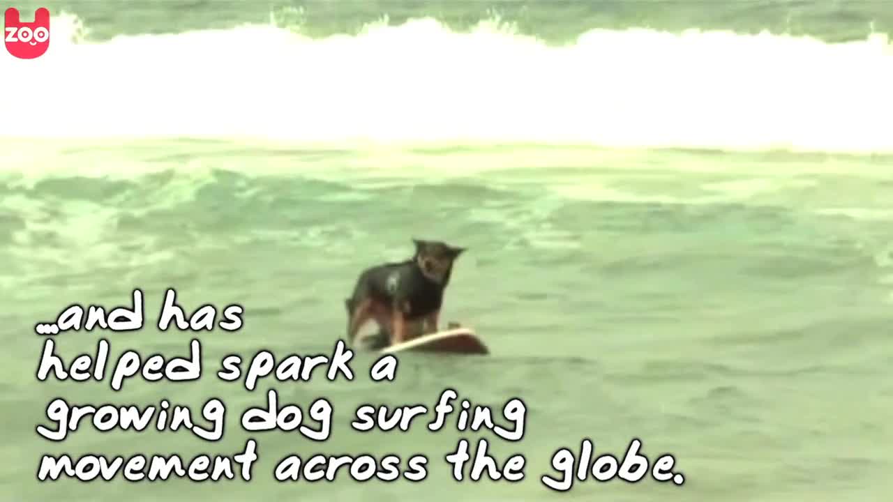 Dogs Go Surfing