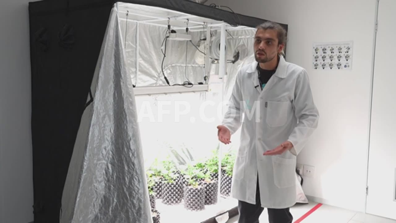 Jozi's new cannabis academy teaches students how to grow pot