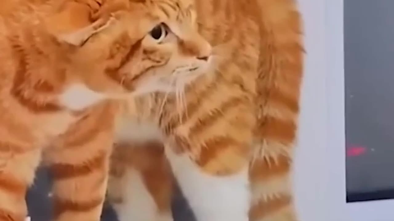 These funny animals will make you smile! Part 4.