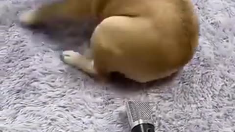 Pet funny video 🤣😁