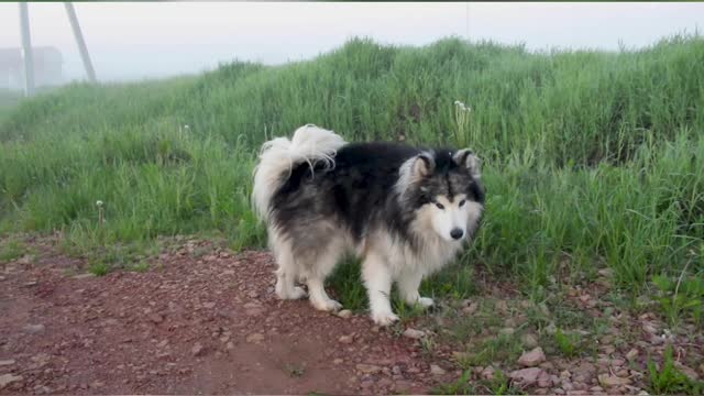 Nice dogs