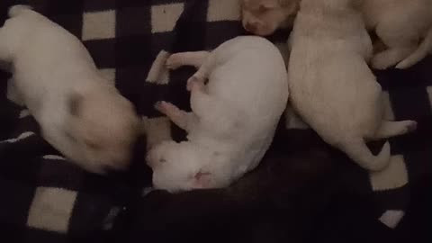 Puppies doing cute things