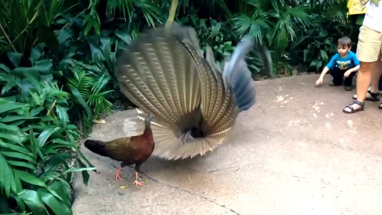 Great Argus Pheasant Mating Dance (argusianus argus)