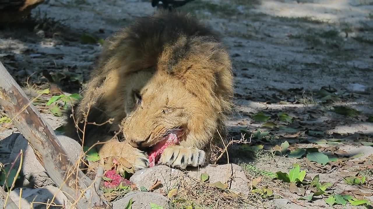 Amazing !! Lion eating meat brilliant video