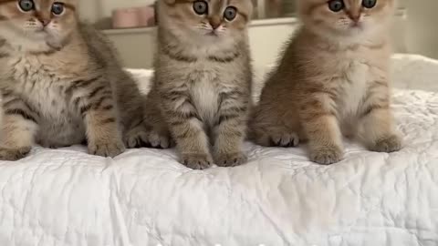 Wednesday kitten dance! wait for it!