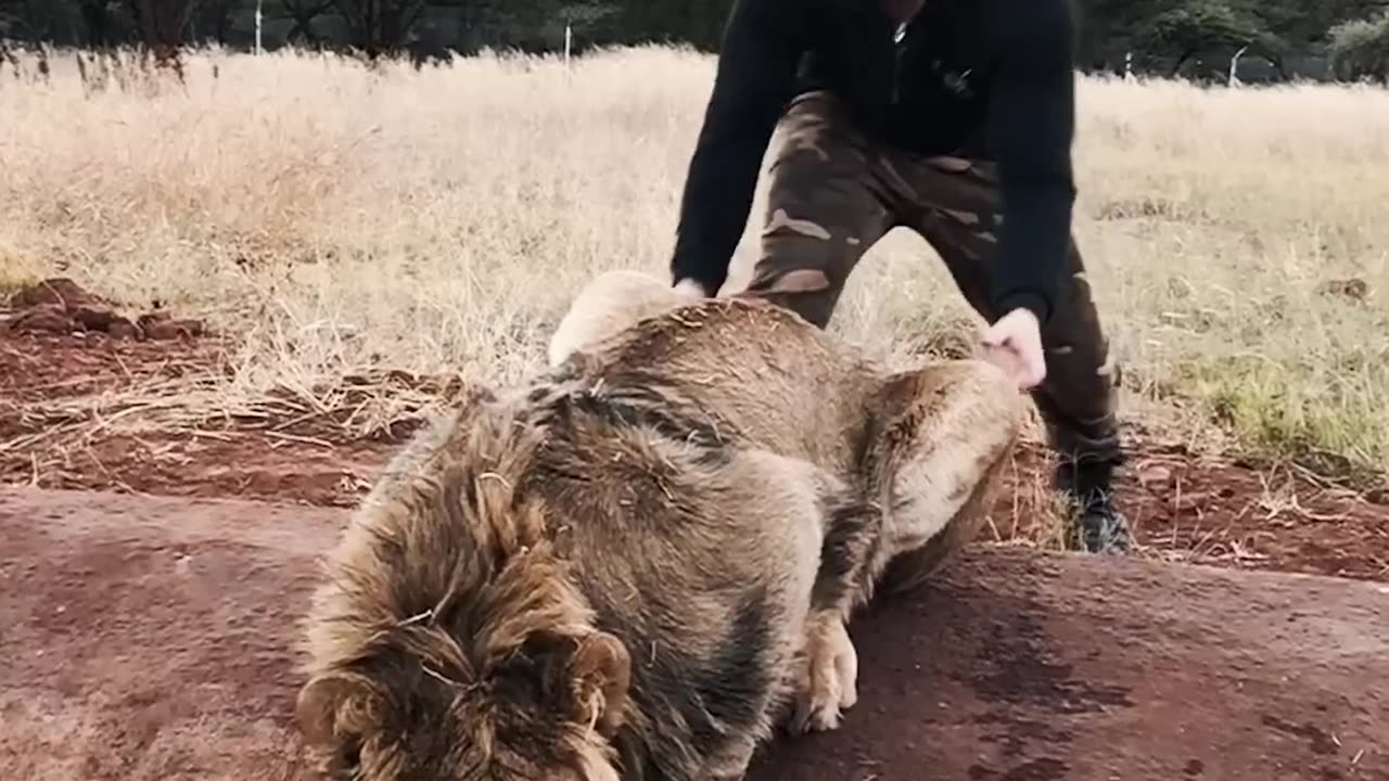 A lion been scared by a man