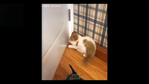 Cute and Funny Pets_ Cat and Dog_ Part 3