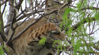 Bobcat in Tree as viewed from kayak on Havasu National Wildlife Refuge