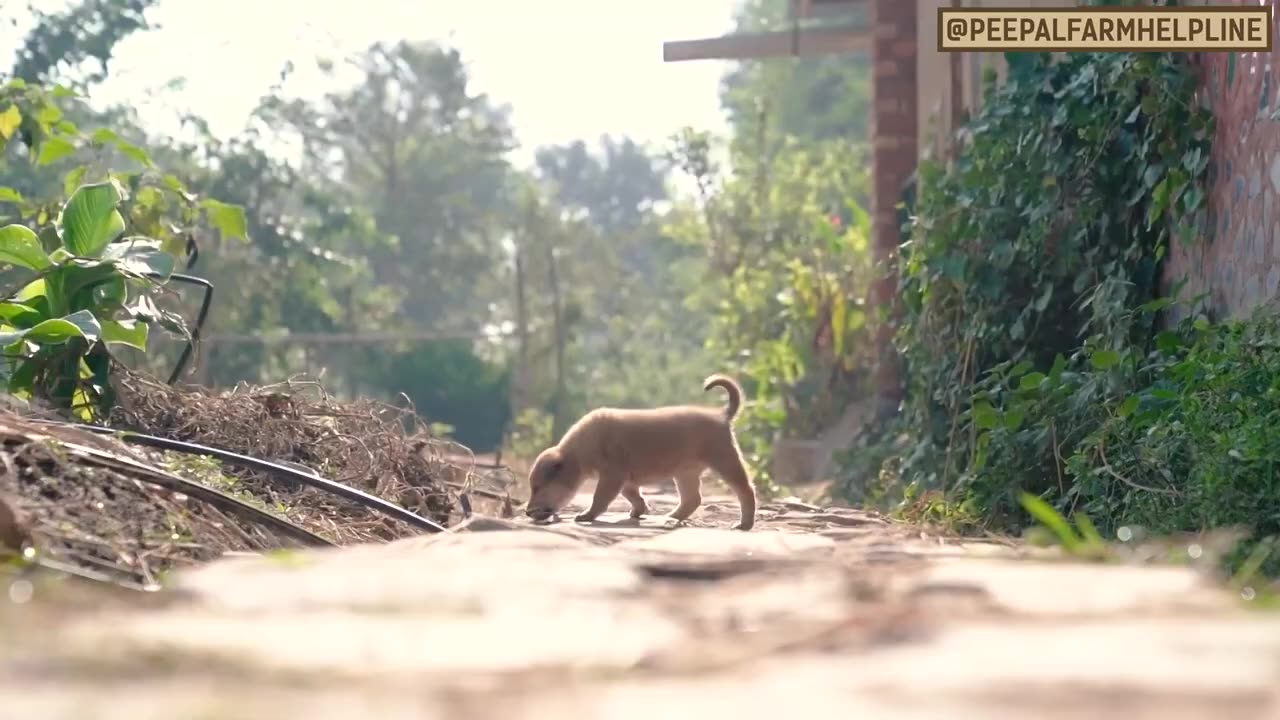 Apne dog ke bite karne ki aadat ko kaise rokein