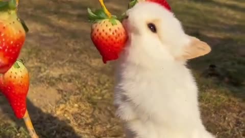 In love with rabbit🍓🍓