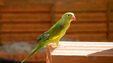 Parrot beautiful