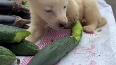 Now the puppies also started eating vegetables