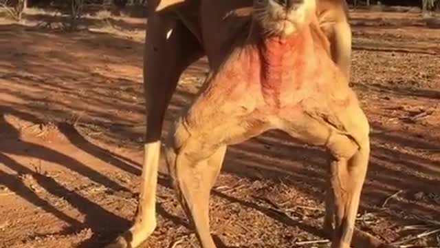 Male kangaroo preparing to fight