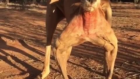 Male kangaroo preparing to fight