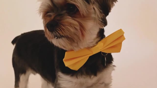 Best Funny Puppy Compilation 2023 shorts