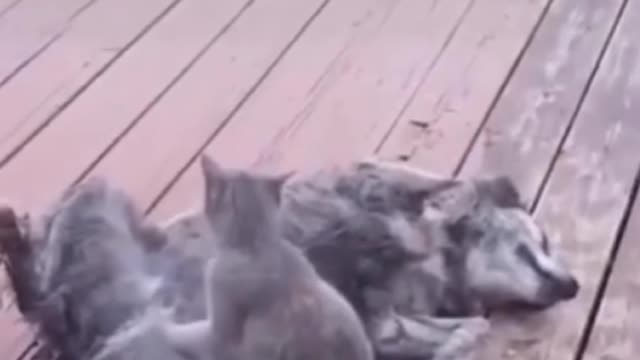 Soo funny dog and cat video