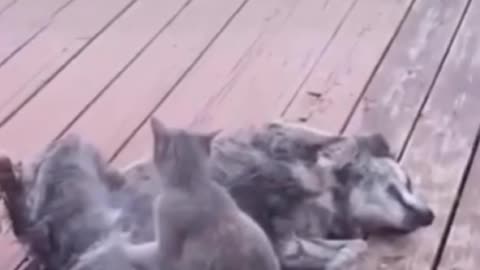 Soo funny dog and cat video