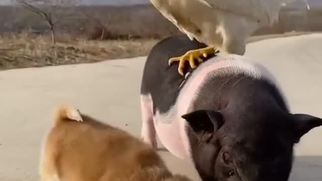 CUTE ANIMAL FRIENDSHIPS: Cute and funny baby animals compilation video #shorts #10