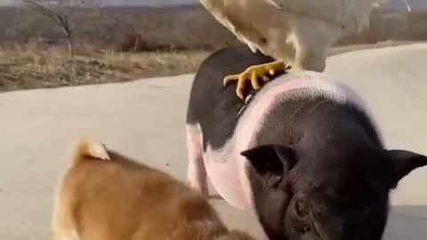 CUTE ANIMAL FRIENDSHIPS: Cute and funny baby animals compilation video #shorts #10