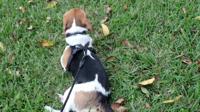 Walking my beagle