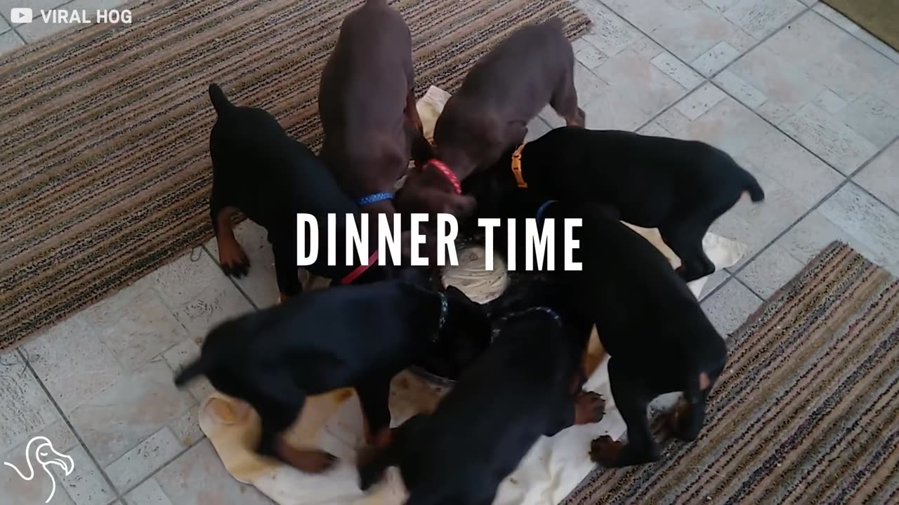 Puppies Eat Their Dinner Together And Form A Perfect Pinwheel