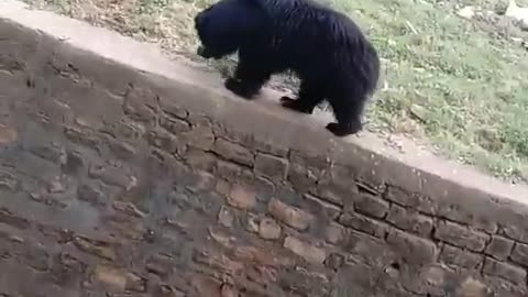 The Bear in the jungal
