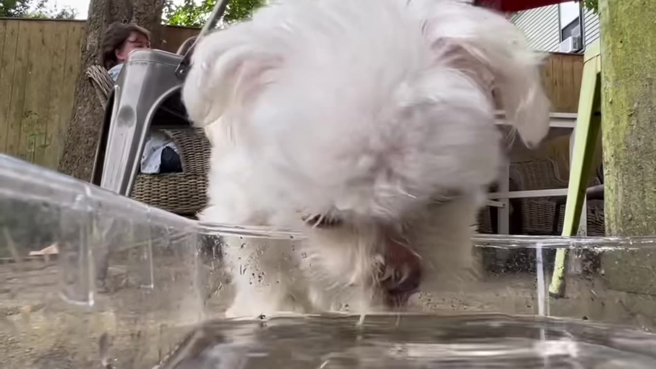 Tiny Dog Drinks From Extremely Large Water Bowl