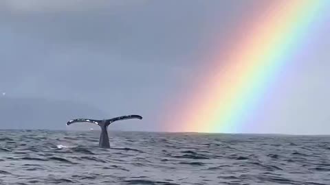 What a perfect shot! Whale tales and rainbows!