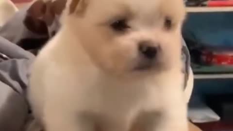 Dog funny videos