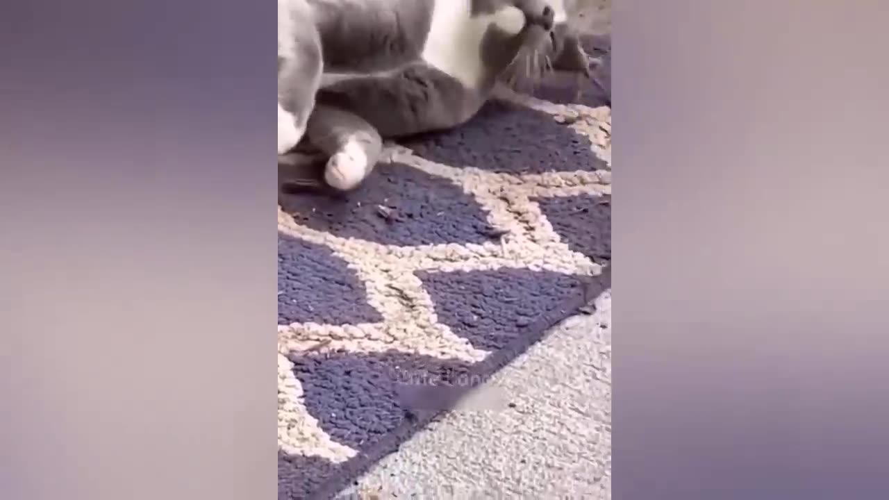 Best Funny Dogs And Cats Videos 😅 - Funniest Animals Videos 2023