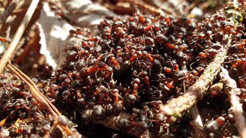 Group of wood ants