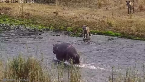 THIS IS A MUST SEE! Wild Animal Fights Caught on Camera!
