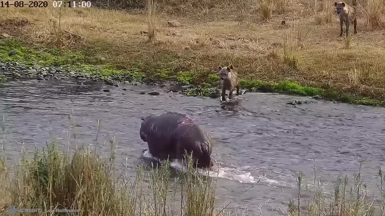 THIS IS A MUST SEE! Wild Animal Fights Caught on Camera!