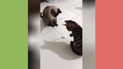 Clever cats
