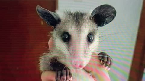 OPOSSUM LIVES MATTER🐭OPOSSUMS SAVE LIVES🌾❤️‍🩹⛑️🍄🐭