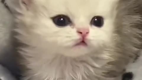 I just love when kitties like that try to bite you but can't