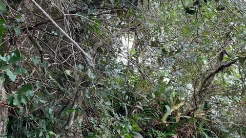 3/10 - Som Ambiente | Praia do Antenor, Gov Celso Ramos - SC | 24.09.23