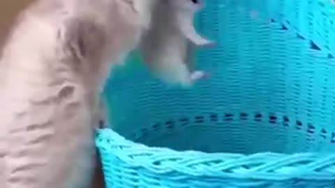a cat taking her kitten in basket