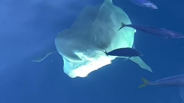 POV You see a 14 foot tiger shark emerging from the depths to your boat