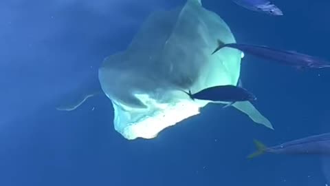 POV You see a 14 foot tiger shark emerging from the depths to your boat