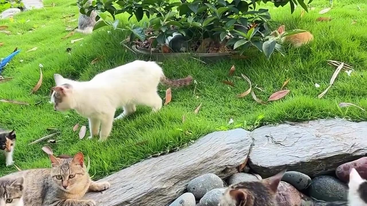 Cute cats in the water site