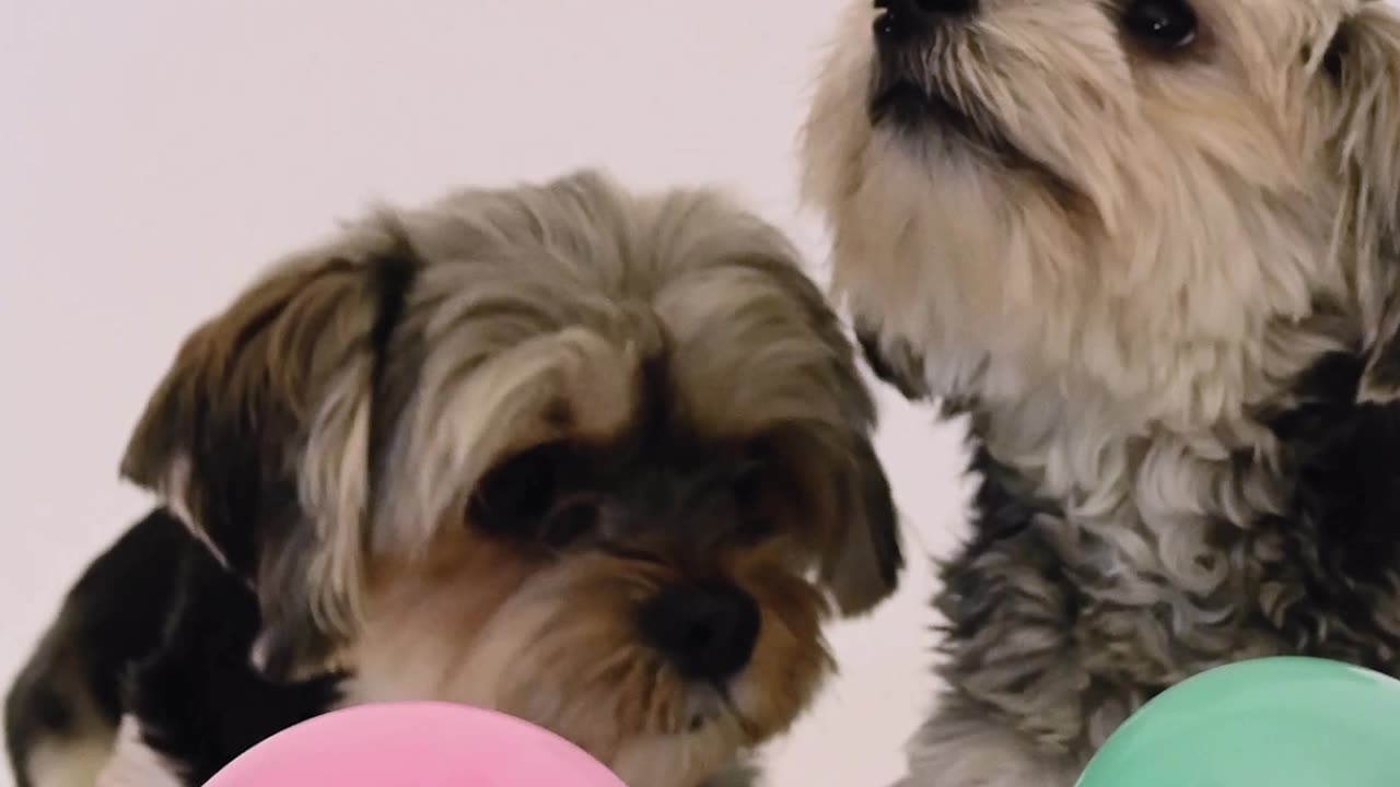 Cute Pupies Playig with Ballon