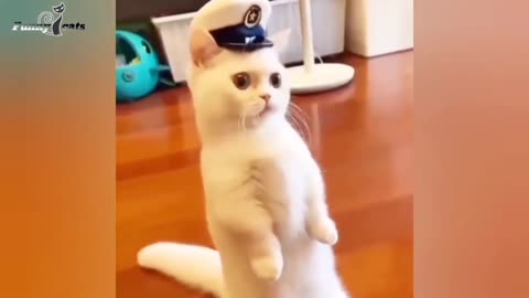 funny video of cat