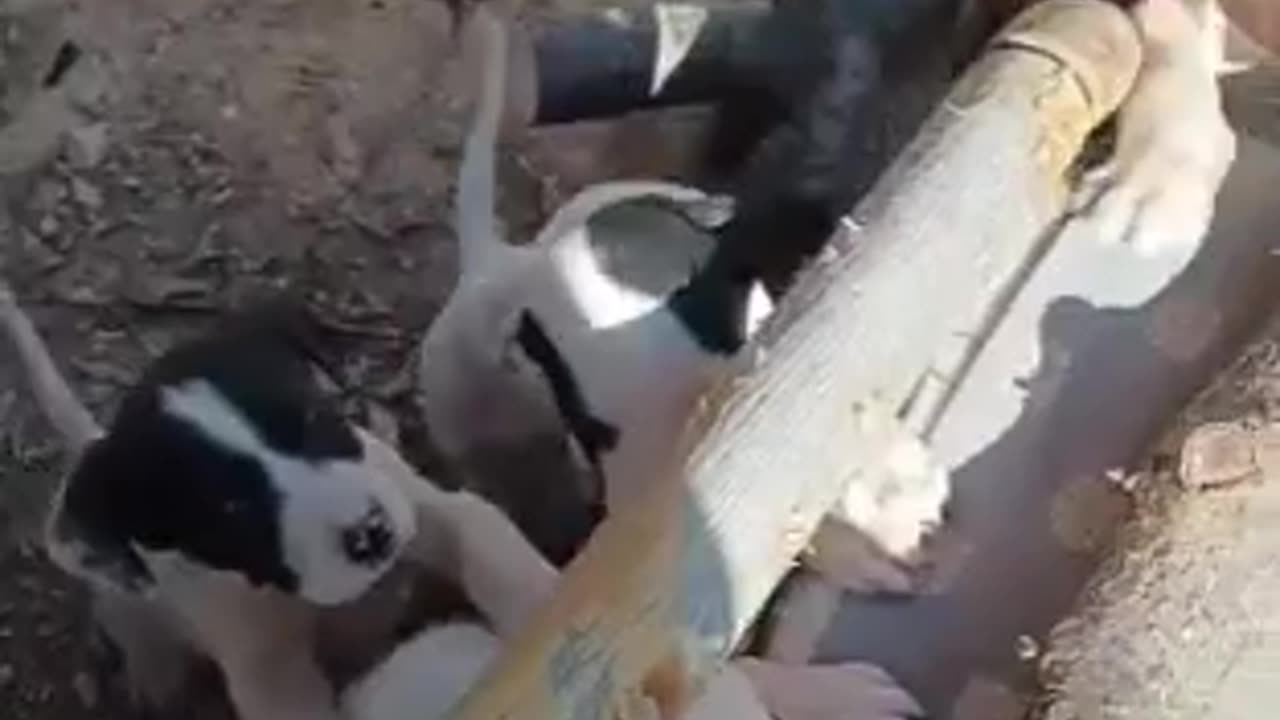 dog