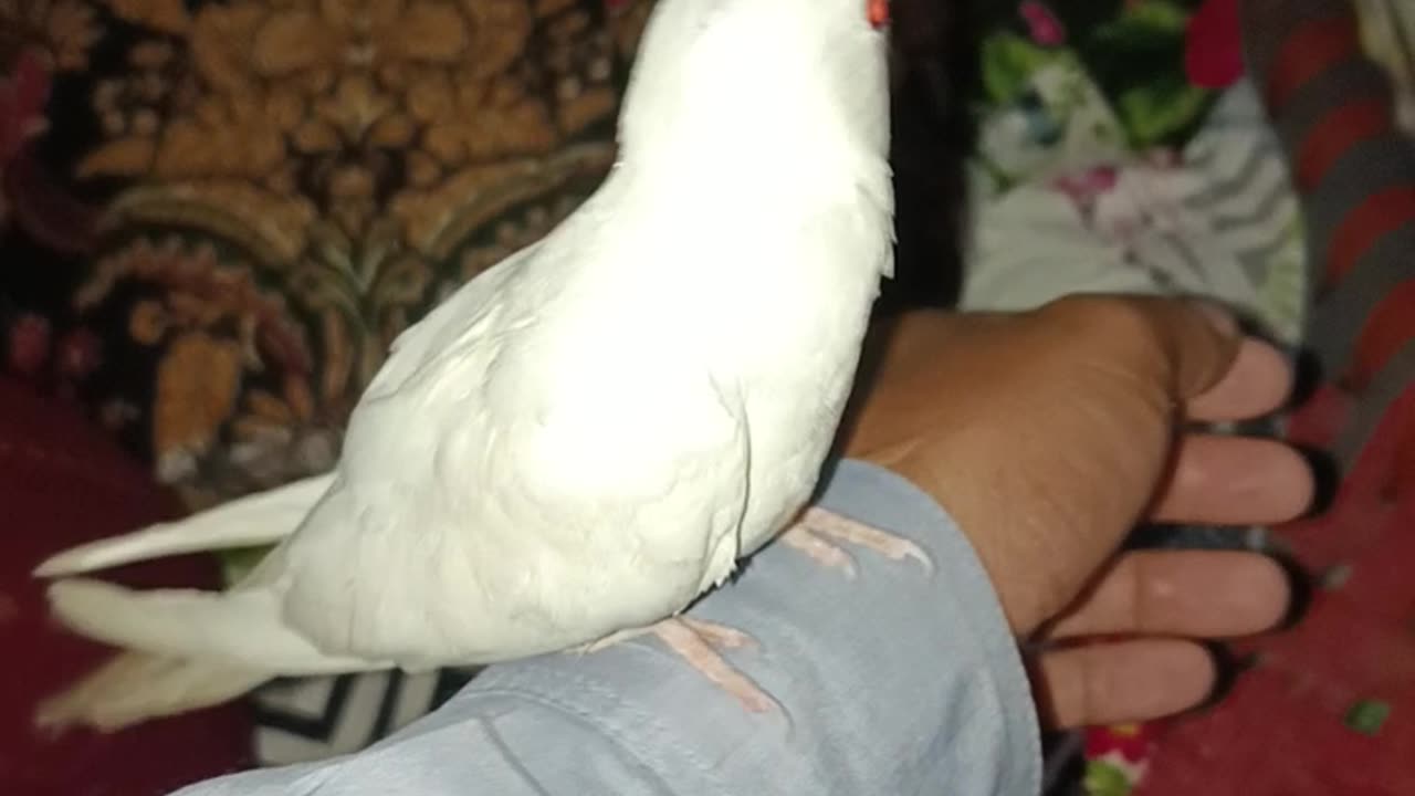 Cocktail Hand time my New parrot white