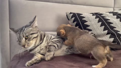 Funny Cat Reaction to Puppies [Kitty sees them for the First Time]