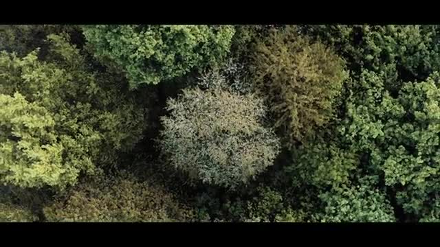 The Forest | Cinematic Drone Footage